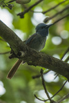 blue paradise flycatcher (Terpsiphone cyanescens)