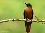 fawn-breasted brilliant (Heliodoxa rubinoides)