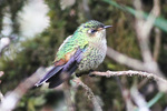 purple-backed thornbill (Ramphomicron microrhynchum)