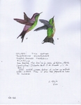 purple-backed thornbill (Ramphomicron microrhynchum)