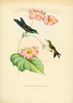 purple-backed thornbill (Ramphomicron microrhynchum)