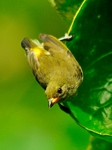 Palawan flowerpecker (Prionochilus plateni)