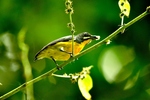 Palawan flowerpecker (Prionochilus plateni)