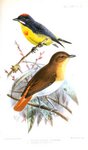 Palawan flowerpecker (Prionochilus plateni), mugimaki flycatcher (Ficedula mugimaki)