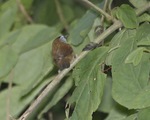 crescent-chested babbler (Stachyris melanothorax)