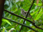 sooty-capped babbler (Malacopteron affine)