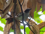 sooty-capped babbler (Malacopteron affine)