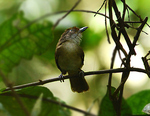 melodious babbler (Malacopteron palawanense)