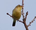 melodious warbler (Hippolais polyglotta)