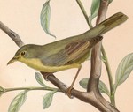 melodious warbler (Hippolais polyglotta)