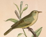 icterine warbler (Hippolais icterina)