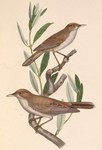 eastern olivaceous warbler (Iduna pallida), olive-tree warbler (Hippolais olivetorum)