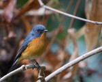 slaty-backed flycatcher (Ficedula hodgsonii)