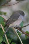 Abyssinian slaty flycatcher (Melaenornis chocolatinus)