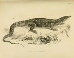 perentie, perente (Varanus giganteus)