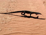 perentie, perente (Varanus giganteus)