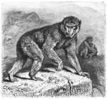 Barbary macaque, magot (Macaca sylvanus)