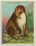 Barbary macaque, magot (Macaca sylvanus)