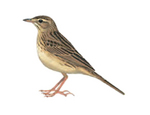 upland pipit (Anthus sylvanus)