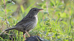 upland pipit (Anthus sylvanus)