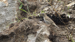 upland pipit (Anthus sylvanus)