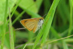 least skipper (Ancyloxypha numitor)