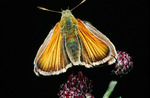 small skipper (Thymelicus sylvestris)