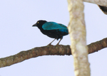 San Blas jay (Cyanocorax sanblasianus)