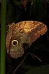 Caligo telamonius (pale owl, yellow-fronted owl)