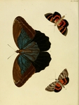 Papilio eurilochus = Caligo eurilochus (forest giant owl), Phalaena Ilia = Catocala ilia (belove...