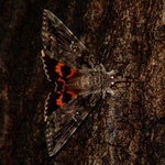 Catocala ilia (beloved underwing)