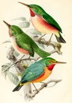 broad-billed tody (Todus subulatus)