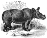 Sumatran rhinoceros, hairy rhinoceros, Asian two-horned rhinoceros (Dicerorhinus sumatrensis)