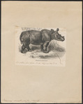 Sumatran rhinoceros, hairy rhinoceros, Asian two-horned rhinoceros (Dicerorhinus sumatrensis)