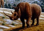 woolly rhinoceros (Coelodonta antiquitatis)