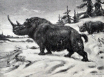 woolly rhinoceros (Coelodonta antiquitatis)