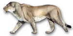 American lion (Panthera leo atrox)