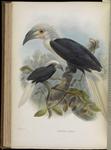 white-crowned hornbill, long-crested hornbill (Berenicornis comatus)