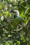 white-crested hornbill, long-tailed hornbill (Tropicranus albocristatus)