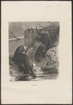 Eurasian river otter (Lutra lutra)