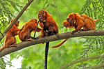 golden lion tamarin, golden marmoset (Leontopithecus rosalia)