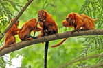 golden lion tamarin, golden marmoset (Leontopithecus rosalia)