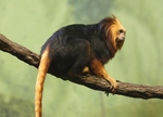 golden-headed tamarin (Leontopithecus chrysomelas)