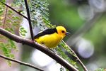 black-and-yellow tanager (Chrysothlypis chrysomelas)