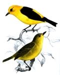 black-and-yellow tanager (Chrysothlypis chrysomelas)