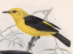 black-and-yellow tanager (Chrysothlypis chrysomelas)