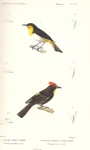 black-and-yellow tanager (Chrysothlypis chrysomelas), flame-crested tanager (Tachyphonus cristat...