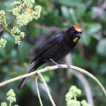 flame-crested tanager (Tachyphonus cristatus) male