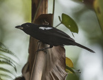 white-shouldered tanager (Tachyphonus luctuosus)