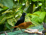 white-lined tanager (Tachyphonus rufus)